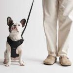 Types of Dog Leashes and Their Uses